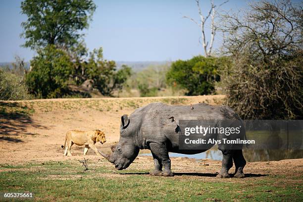 white rhinoceros grazing with oxpeckers on his back, young lion in background, sabi sand game reserve, south africa - wildlife reserve stock pictures, royalty-free photos & images