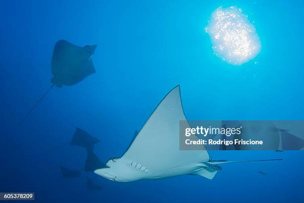 underwater low angle view of spotted eagle ray (aetobatus narinari), cancun, mexico - 斑點鷹魟 個照片及圖片檔