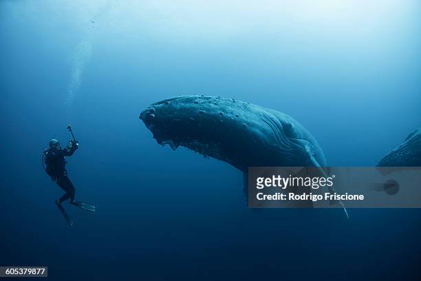 underwater view of diver photographing humpback whale, revillagigedo islands, colima, mexico. 100ft under surface - balena foto e immagini stock