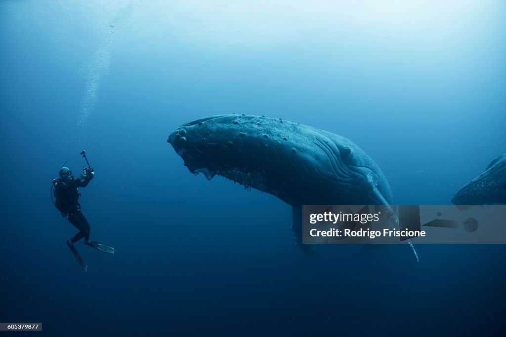Underwater view of diver photographing humpback whale, Revillagigedo Islands, Colima, Mexico. 100ft under surface