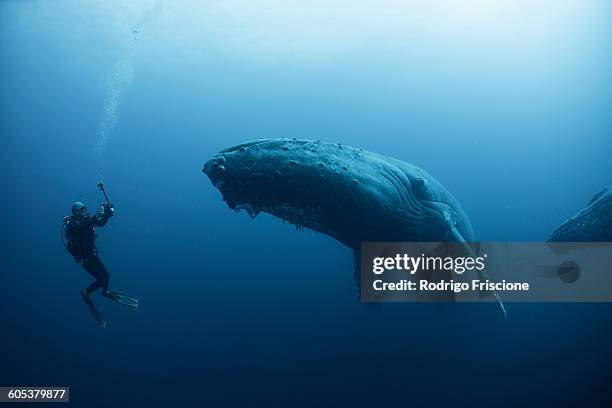 underwater view of diver photographing humpback whale, revillagigedo islands, colima, mexico. 100ft under surface - 哺乳動物 個照片及圖片檔