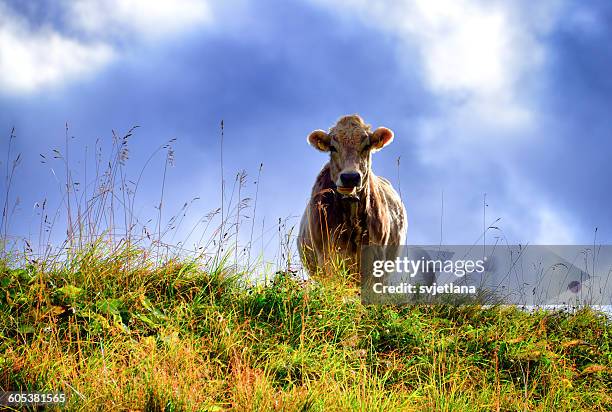 cow standing in a field, lungern, obwalden, switzerland - lungern stock-fotos und bilder