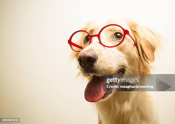 portrait of a golden retriever dog wearing glasses - golden retriever imagens e fotografias de stock