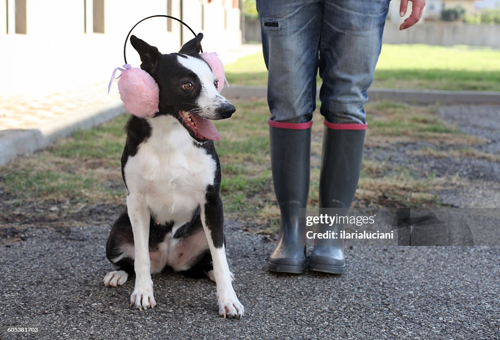 Woman standing with Dog wearing pink ear muffs