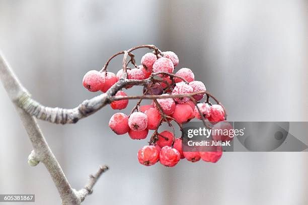 frosted red mountain ash berries on branch - rowan tree stock pictures, royalty-free photos & images