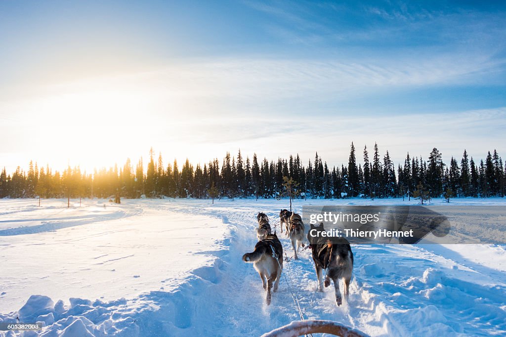 Dog sledding in the morning, Lapland, Finland