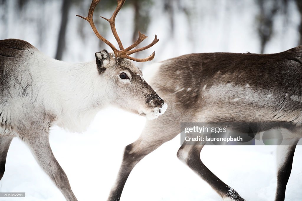 Two Reindeer, Lapland, Finland