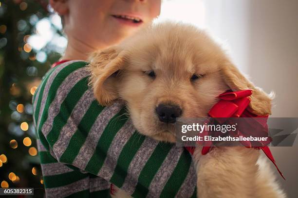 boy hugging golden retriever puppy dog wearing a bow - christmas puppy stock pictures, royalty-free photos & images