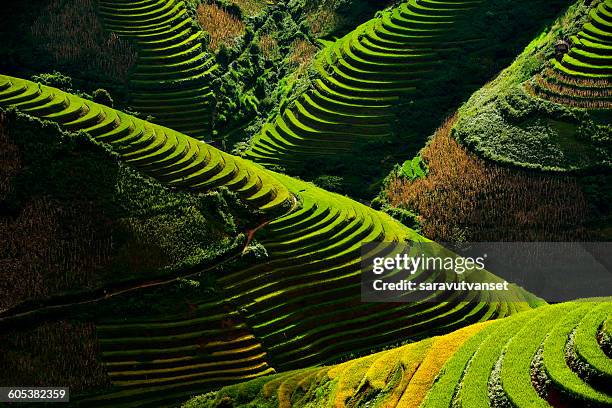 terraced rice field, yen bai, vietnam - mù cang chải - fotografias e filmes do acervo