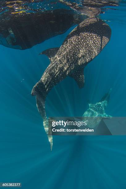 whale sharks by a fishing net, cenderawasih bay, papua, indonesia - cenderawasih bay stock-fotos und bilder