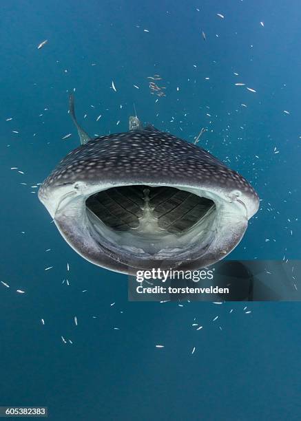 whale shark hunting fish, cenderawasih bay, papua, indonesia - cenderawasih bay stock-fotos und bilder