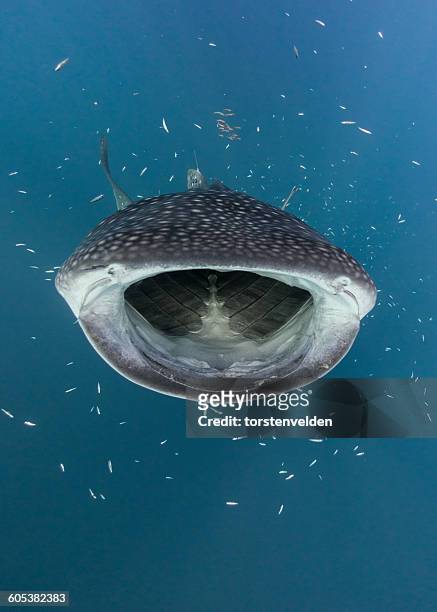 whale shark hunting fish, cenderawasih bay, papua, indonesia - walvishaai stockfoto's en -beelden