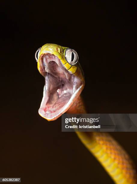 green cat snake (boiga cyanea) with mouth open, langkawi, malaysia - cat snake - fotografias e filmes do acervo