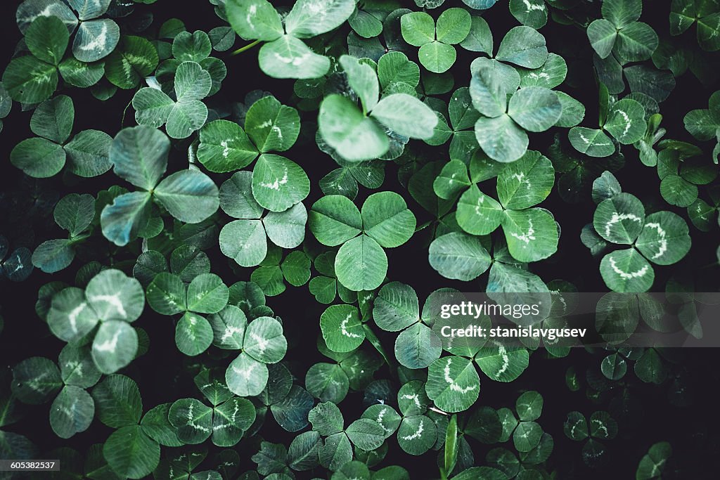 Close-up of Clover leaves