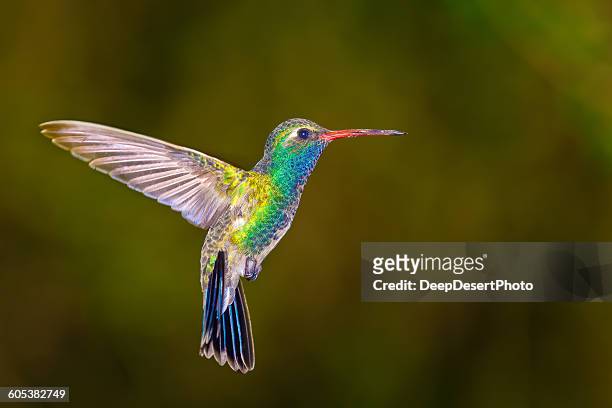 broadbilled hummingbird, arizona, america, usa - arizona bird fotografías e imágenes de stock