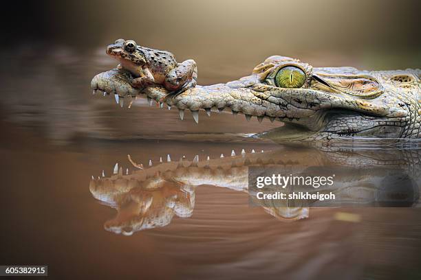 frog sitting on a crocodile snout, riau islands, indonesia - levend organisme stockfoto's en -beelden