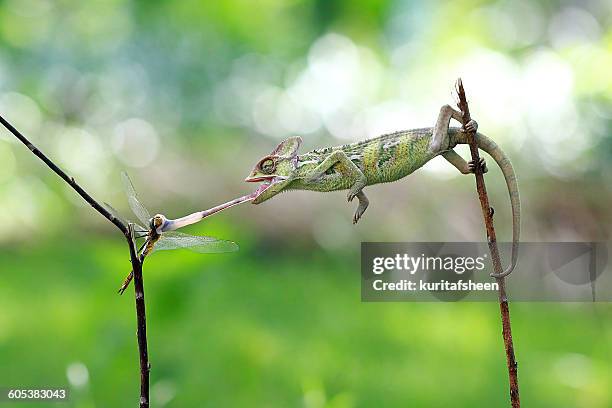 veiled chameleon (chamaeleo calyptratus) hunting dragonfly - chameleon bildbanksfoton och bilder