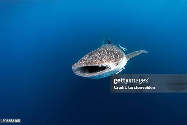 whale shark, cenderawasih bay, papua, indonesia - walvishaai stockfoto's en -beelden