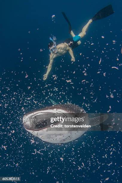 man swimming with whale shark, cenderawasih bay, papua, indonesia - walvishaai stockfoto's en -beelden