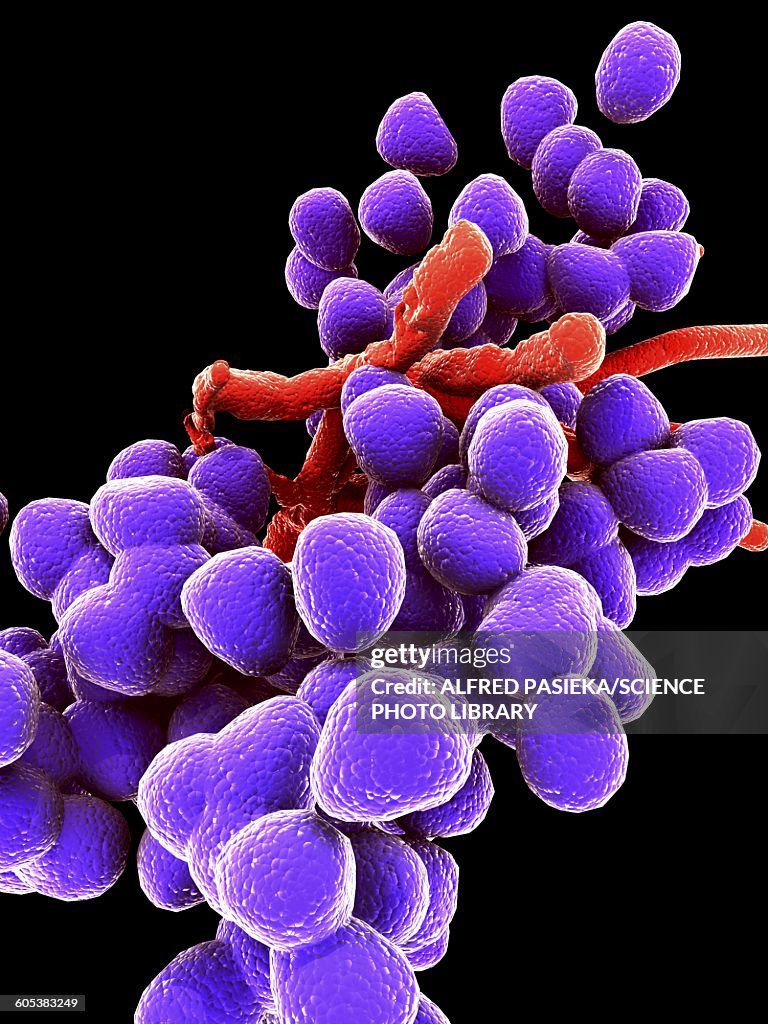 Enterococcus faecalis, bacteria, artwork
