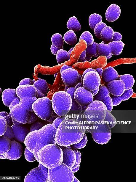 enterococcus faecalis, bacteria, artwork - enterococcus stock illustrations