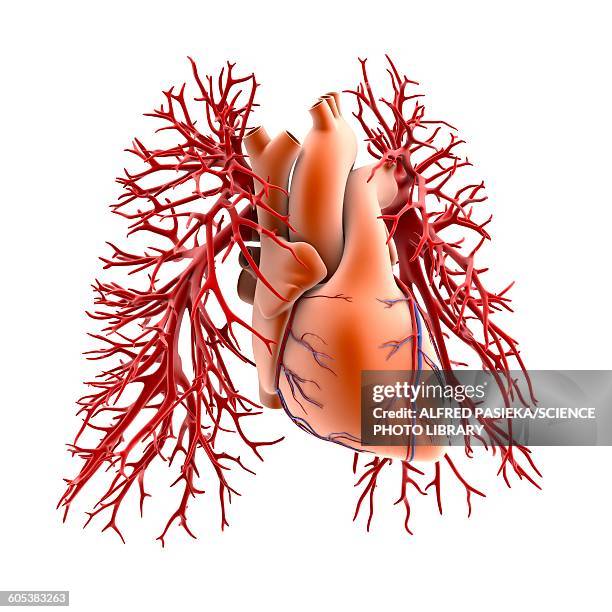 stockillustraties, clipart, cartoons en iconen met circulatory system of heart and lungs - blood vessels