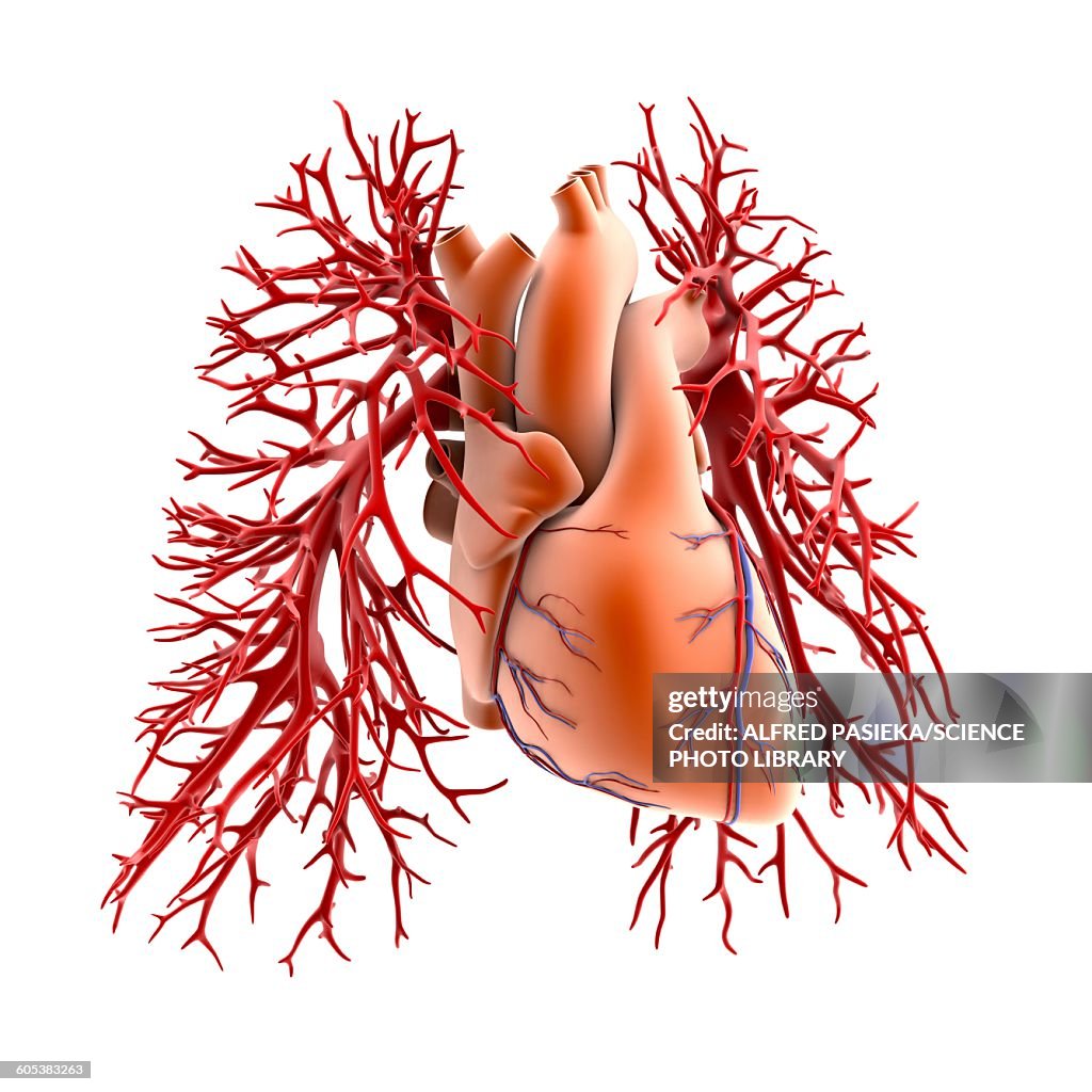 Circulatory system of heart and lungs