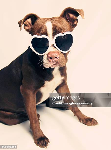 puppy pit bull terrier dog wearing heart shaped sunglasses - heart sunglasses stock pictures, royalty-free photos & images