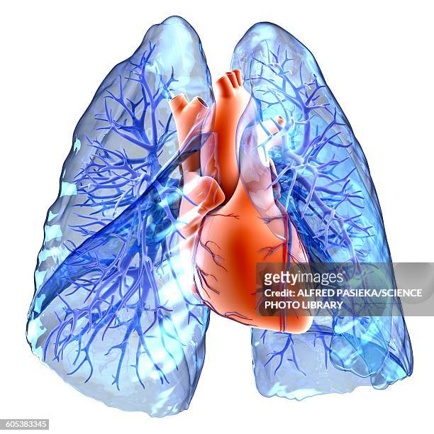 ilustrações de stock, clip art, desenhos animados e ícones de circulatory system of heart and lungs - veia pulmonar