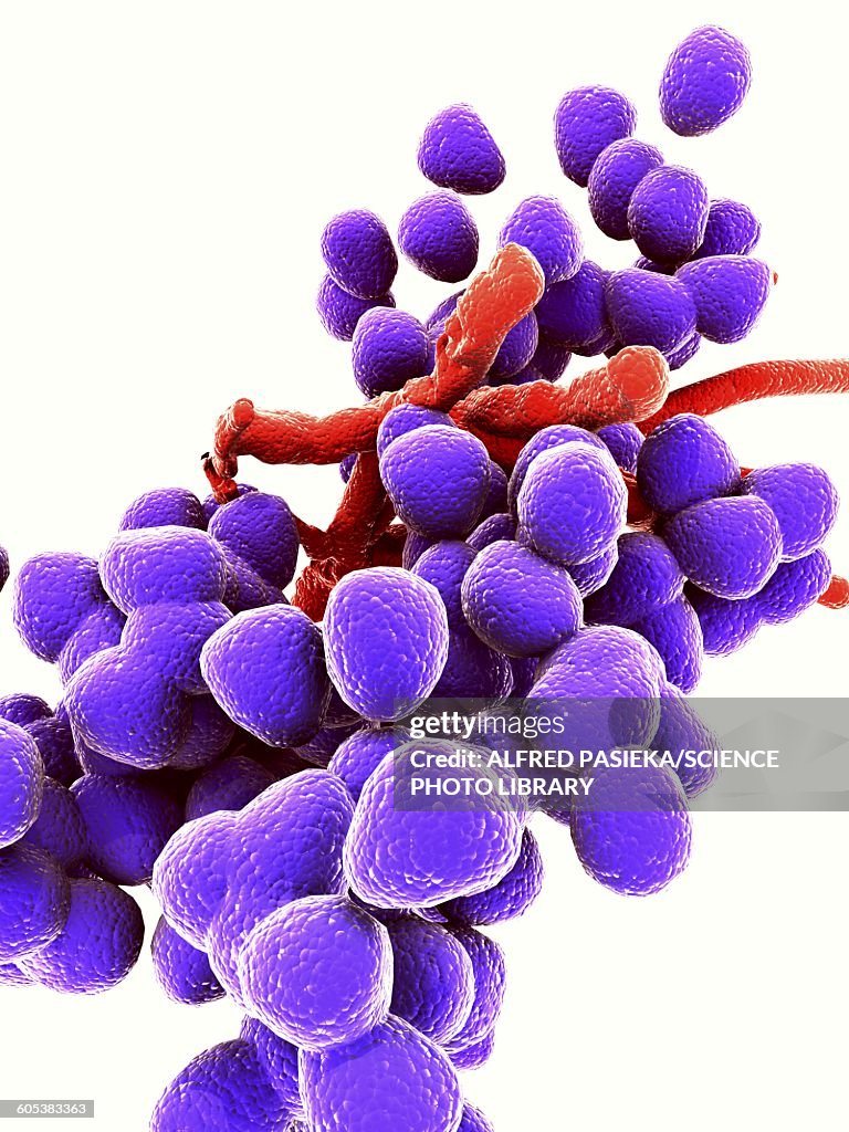 Enterococcus faecalis, bacteria, artwork