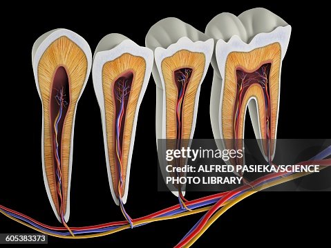 Teeth, cross section, artwork Teeth, cross section, artwork