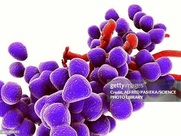 enterococcus faecalis, bacteria, artwork - binary fission stock illustrations