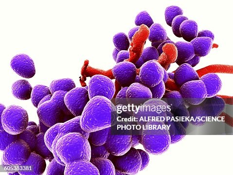 Enterococcus faecalis, bacteria, artwork Enterococcus faecalis, bacteria, artwork