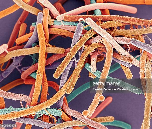 rod-shaped bacteria, sem - bacillus subtilis stockfoto's en -beelden