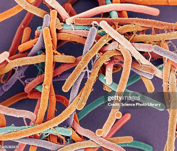 Rod Particles Rod Shaped Bacteria Microscope Photos and Premium High Res Pictures ...