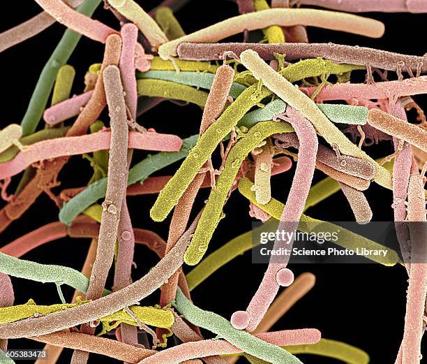 rod-shaped bacteria, sem - bacillus subtilis stockfoto's en -beelden