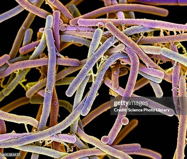 rod-shaped bacteria, sem - bacillus subtilis stockfoto's en -beelden