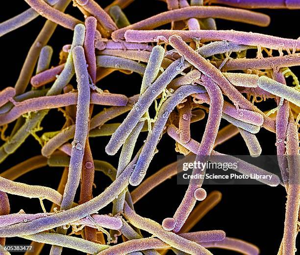 Rode Shape Rod Shaped Bacteria Microscope Photos and Premium High Res Pictures ...