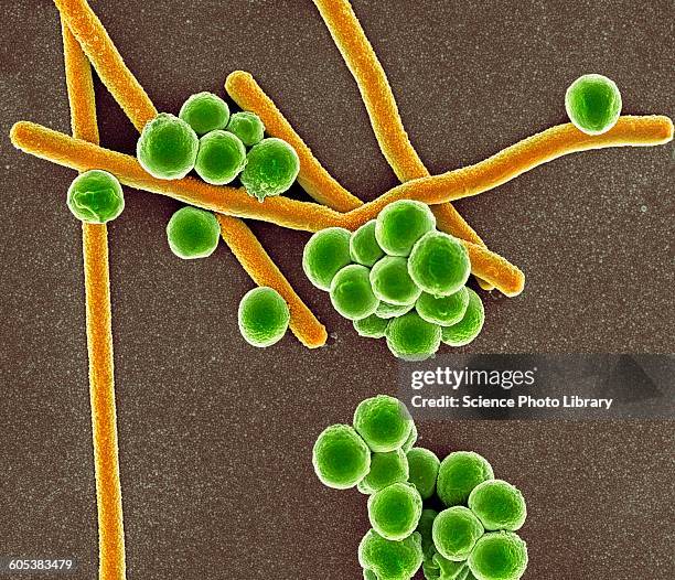 rod-shaped and round bacteria, sem - micrografia eletrónica de varrimento imagens e fotografias de stock