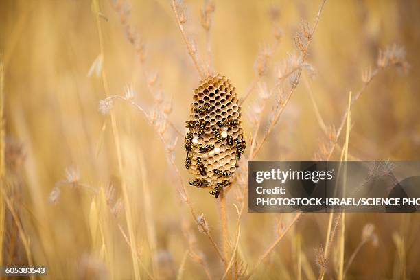 paper wasp nest - polistes wasps stock pictures, royalty-free photos & images