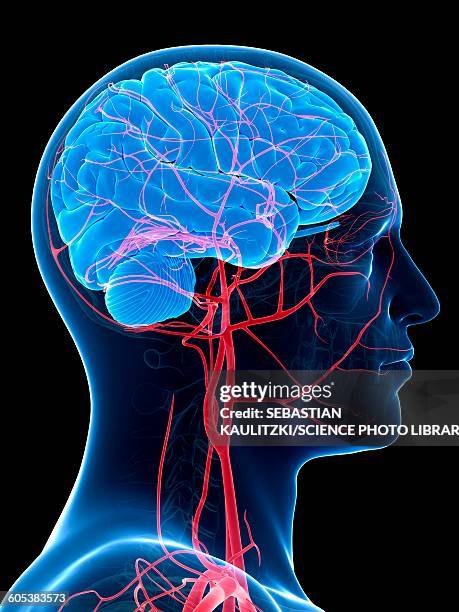 human brain and arteries, illustration - vascular plants stock illustrations