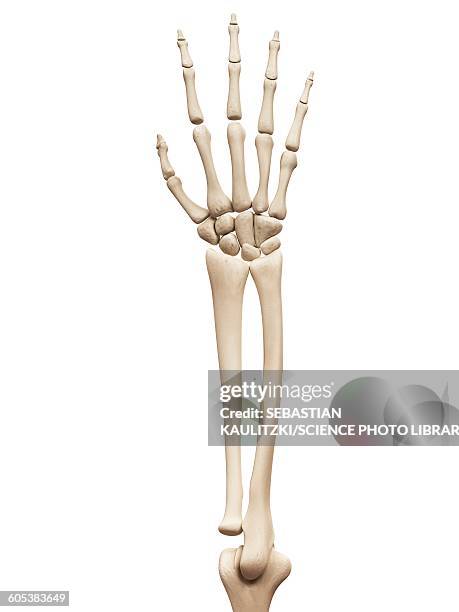 arm and hand bones, illustration - skeleton stock illustrations