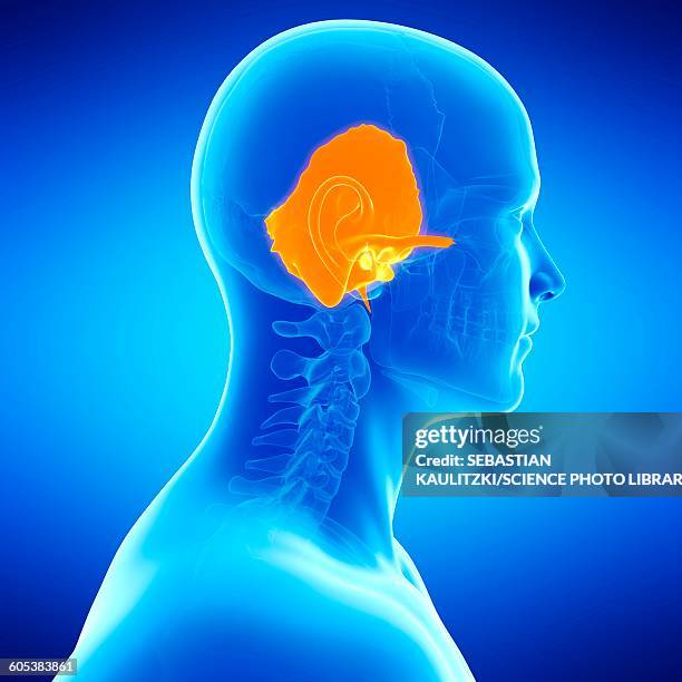 Temporal 259 Temporal Bone Stock Photos, High-Res Pictures, and Images - Getty ...
