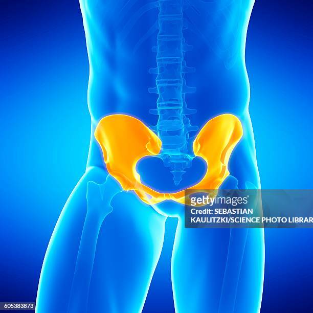 male hip bone, illustration - hip bone stock illustrations