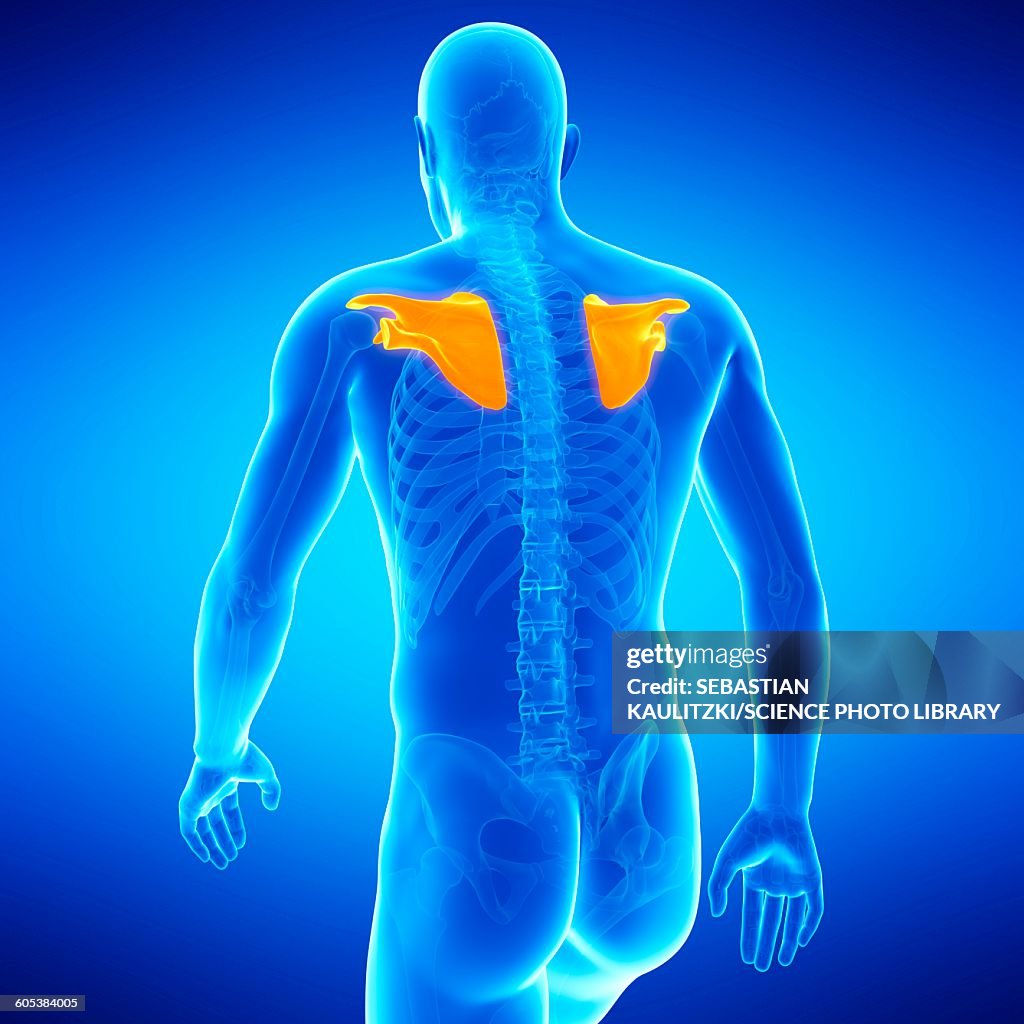 Shoulder Blades Illustration High Biology Diagrams
