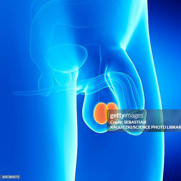 ilustrações, clipart, desenhos animados e ícones de male testes, illustration - ilustração biomédica