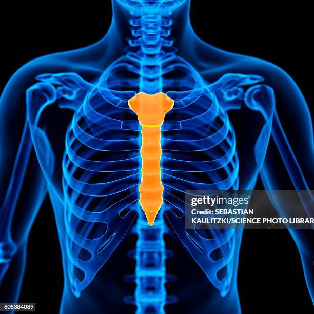 ilustraciones, imágenes clip art, dibujos animados e iconos de stock de breast bone, illustration - sternum