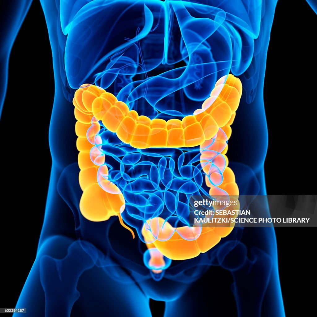Colon, illustration
