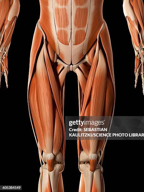 Hamstring Cells 1,614 Hamstring Anatomy Stock Photos, High-Res Pictures, and Images ...