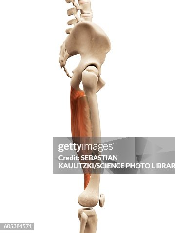 Leg Muscles Illustration High-Res Vector Graphic - Getty Images